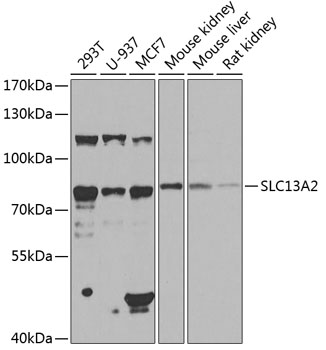 Western blot - SLC13A2 Polyclonal Antibody 