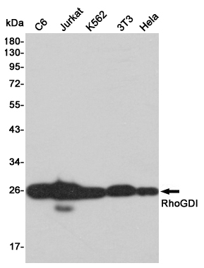 Western blot detection of RhoGDI in C6,Jurkat,K562,3T3 and Hela cell lysates using RhoGDI mouse mAb (1:2000 diluted).Predicted band size:26KDa.Observed band size:26KDa.