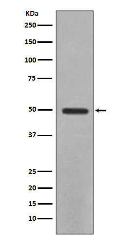 Western blot analysis of YB1 expression in HeLa cell lysate.