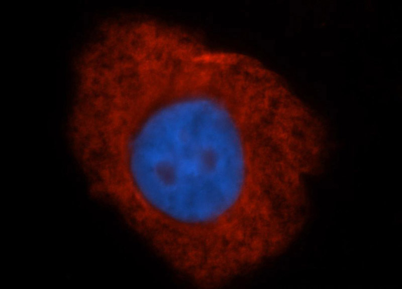 Immunofluorescent analysis of HepG2 cells, using RPL4 antibody Catalog No:114696 at 1:50 dilution and Rhodamine-labeled goat anti-rabbit IgG (red). Blue pseudocolor = DAPI (fluorescent DNA dye).