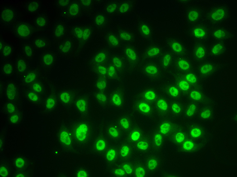 Immunofluorescence - SNRPD1 Polyclonal Antibody 