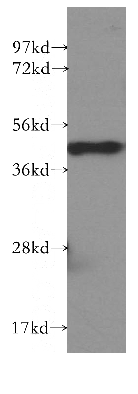 HEK-293 cells were subjected to SDS PAGE followed by western blot with Catalog No:113184(NIF3L1 antibody) at dilution of 1:500