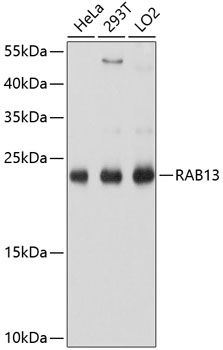 Western blot - RAB13 Polyclonal Antibody 