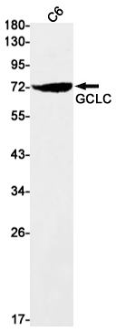 Western blot detection of GCLC in C6 cell lysates using GCLC Rabbit mAb(1:1000 diluted).Predicted band size:73kDa.Observed band size:73kDa.