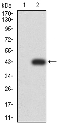 Fig2: Western blot analysis of Rab6b on HEK293 (1) and Rab6b-hIgGFc transfected HEK293 (2) cell lysate using anti-Rab6b antibody at 1/1,000 dilution.