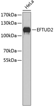 Western blot - EFTUD2 Polyclonal Antibody 