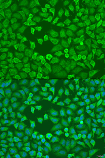 Immunofluorescence - EIF3A Polyclonal Antibody 