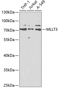 Western blot - MLLT3 Polyclonal Antibody 
