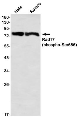 Western blot detection of Rad17 (phospho-Ser656) in Hela,Ramos using Rad17 (phospho-Ser656) Rabbit mAb(1:1000 diluted)