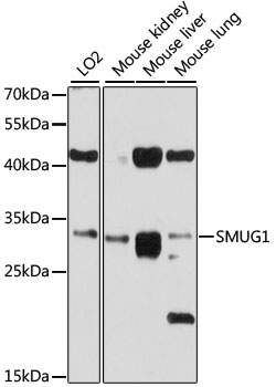 Western blot - SMUG1 Polyclonal Antibody 