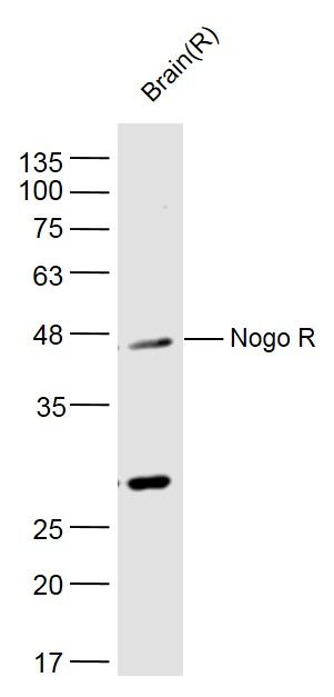 Fig3: Sample:; Brain (Rat) Lysate at 40 ug; Primary: Anti- Nogo R at 1/300 dilution; Secondary: IRDye800CW Goat Anti-Rabbit IgG at 1/20000 dilution; Predicted band size: 48 kD; Observed band size: 48 kD