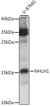 Western blot - NHLH1 Polyclonal Antibody 
