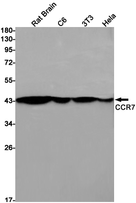 Western blot detection of CCR7 in Rat Brain,C6,3T3,Hela cell lysates using CCR7 Rabbit pAb(1:1000 diluted).Predicted band size:43kDa.Observed band size:43kDa.