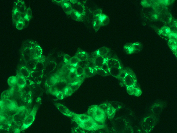 Human Serum Albumin / HSA / ALB Antibody, Rabbit MAb, Immunofluorescence