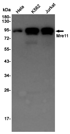Western blot detection of Mre11 in Hela,K562,Jurkat cell lysates using Mre11 Rabbit pAb(1:1000 diluted).Predicted band size:81KDa.Observed band size:81KDa.