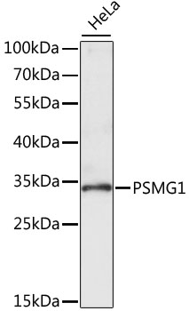 Western blot - PSMG1 Polyclonal Antibody 