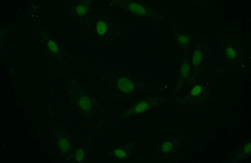 Immunofluorescent analysis of A549 cells using Catalog No:114308(PTMS Antibody) at dilution of 1:25 and Alexa Fluor 488-congugated AffiniPure Goat Anti-Rabbit IgG(H+L)