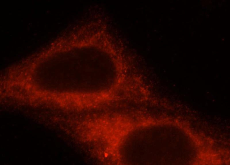 Immunofluorescent analysis of HepG2 cells, using HOOK3 antibody Catalog No:111522 at 1:25 dilution and Rhodamine-labeled goat anti-rabbit IgG (red).