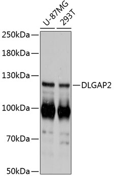 Western blot - DLGAP2 Polyclonal Antibody 