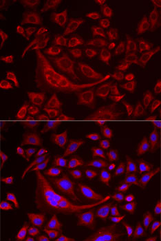 Immunofluorescence - TUFM Polyclonal Antibody 