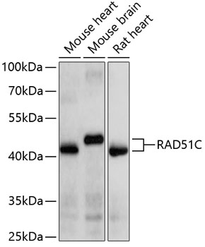 Western blot - RAD51C Polyclonal Antibody 