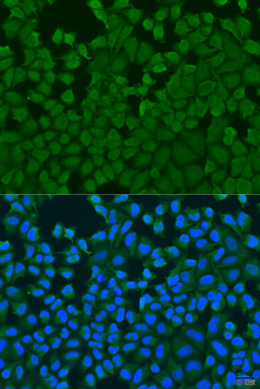 Immunofluorescence - IL27RA Polyclonal Antibody 