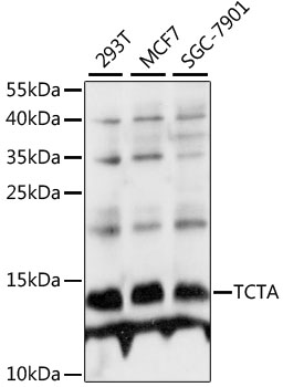 Western blot - TCTA Polyclonal Antibody 