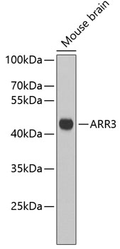 Western blot - ARR3 Polyclonal Antibody 