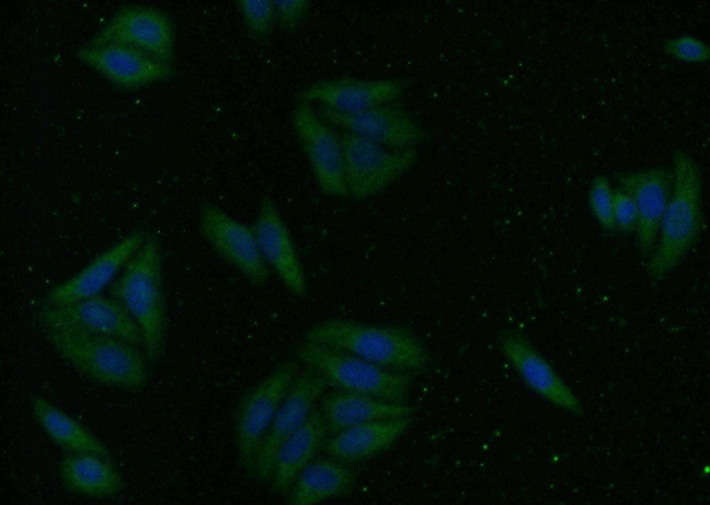 Immunofluorescent analysis of HepG2 cells using Catalog No:117004(ZNF557 Antibody) at dilution of 1:25 and Alexa Fluor 488-congugated AffiniPure Goat Anti-Rabbit IgG(H+L)