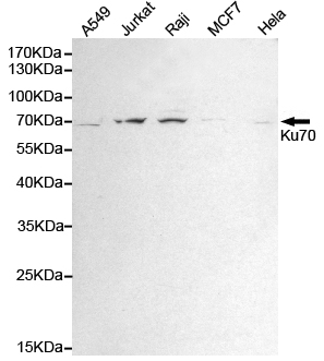 Western blot detection of Ku70 in Hela,A549,MCF7,Jurkat and Raji cell lysates using Ku70 mouse mAb (1:1000 diluted).Predicted band size:70KDa.Observed band size:70KDa.