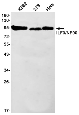 Western blot detection of ILF3/NF90 in K562,3T3,Hela cell lysates using ILF3/NF90 Rabbit pAb(1:1000 diluted).Predicted band size:95kDa.Observed band size:95kDa.