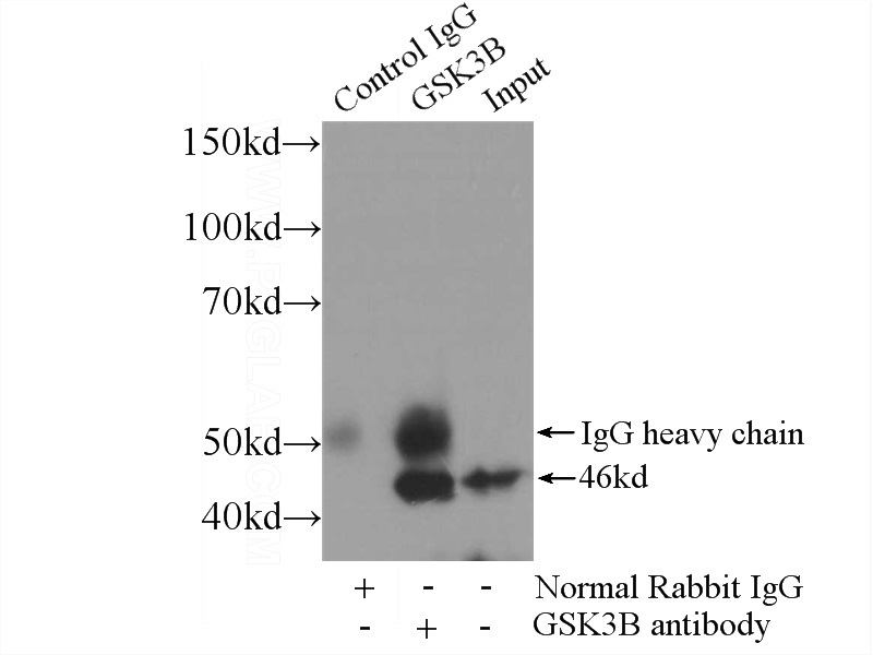 IP Result of anti-GSK3B (IP:Catalog No:111171, 3ug; Detection:Catalog No:111171 1:500) with HeLa cells lysate 920ug.