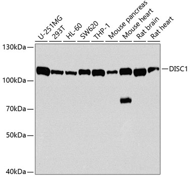 Western blot - DISC1 Polyclonal Antibody 