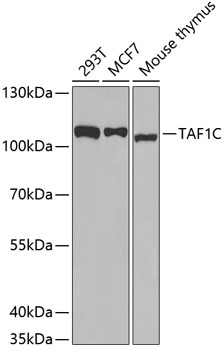 Western blot - TAF1C Polyclonal Antibody 