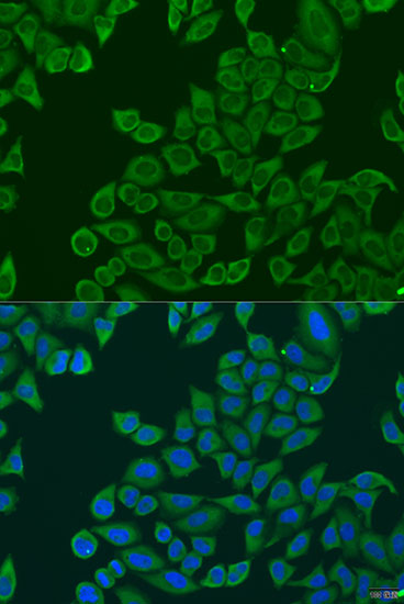 Immunofluorescence - RPL36 Polyclonal Antibody 