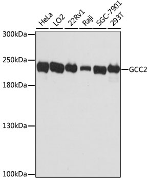 Western blot - GCC2 Polyclonal Antibody 
