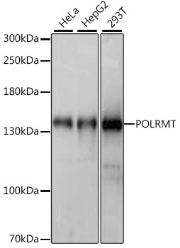 Western blot - POLRMT Polyclonal Antibody 