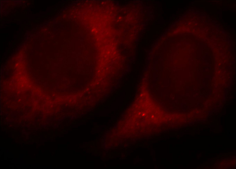 Immunofluorescent analysis of Hela cells, using PLCH1 antibody Catalog No:113949 at 1:25 dilution and Rhodamine-labeled goat anti-rabbit IgG (red).