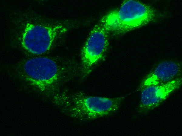 Fetuin-A / AHSG Antibody, Rabbit MAb, Immunofluorescence