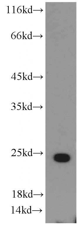 HepG2 cells were subjected to SDS PAGE followed by western blot with Catalog No:112853(MRPS26 antibody) at dilution of 1:500