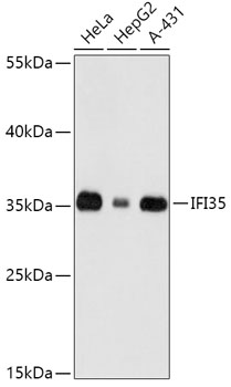 Western blot - IFI35 Polyclonal Antibody 