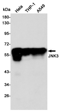 Western blot detection of JNK3 in Hela,THP-1 and Hela cell lysates using JNK3 mouse mAb (1:1000 diluted).Predicted band size:54KDa.Observed band size:54KDa.