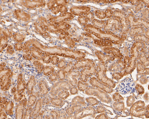 Fig5:; Immunohistochemical analysis of paraffin-embedded mouse kidney tissue using anti-GM648 antibody. The section was pre-treated using heat mediated antigen retrieval with Tris-EDTA buffer (pH 8.0-8.4) for 20 minutes.The tissues were blocked in 5% BSA for 30 minutes at room temperature, washed with ddH; 2; O and PBS, and then probed with the primary antibody ( 1/100) for 30 minutes at room temperature. The detection was performed using an HRP conjugated compact polymer system. DAB was used as the chromogen. Tissues were counterstained with hematoxylin and mounted with DPX.