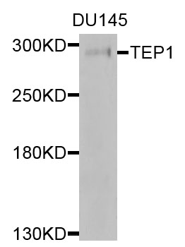 Western blot - TEP1 Polyclonal Antibody 