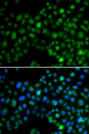 Immunofluorescence - NFIL3 Polyclonal Antibody 
