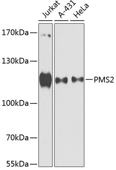 Western blot - PMS2 Polyclonal Antibody 