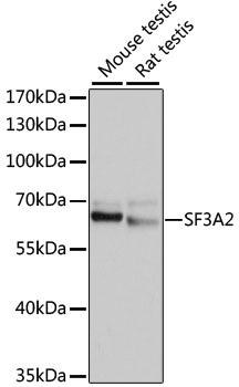 Western blot - SF3A2 Polyclonal Antibody 