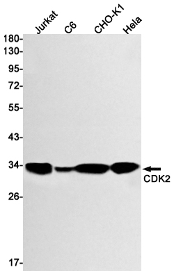 Anti-CDK2 Rabbit antibody