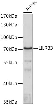 Western blot - LILRB3 Polyclonal Antibody 