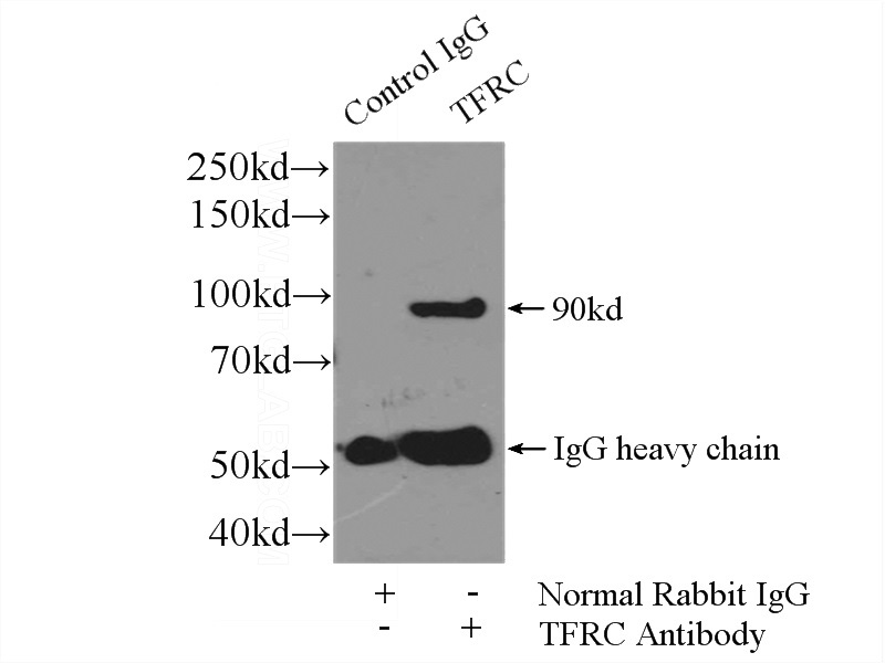 IP Result of anti-CD71 (IP:Catalog No:116331, 4ug; Detection:Catalog No:116331 1:500) with HeLa cells lysate 2400ug.